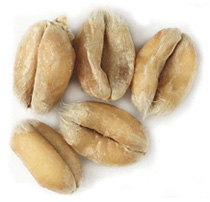 2 L. Weyermann White Wheat