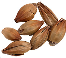 100 L. British Crystal Malt