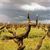 Old Zinfandel Vines in Winter